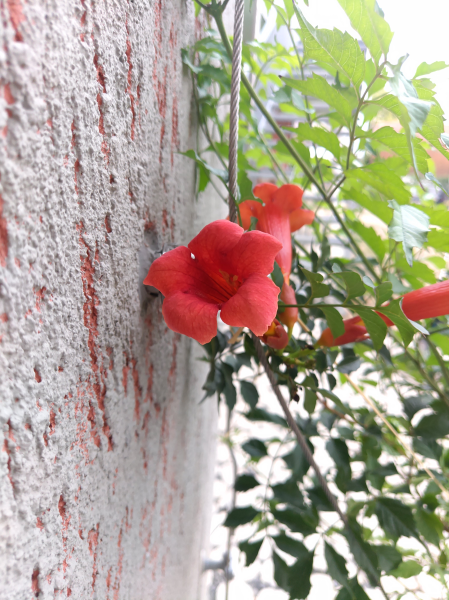Eine rote Blüte vor einer grauen Hauswand